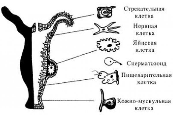 Кракен тор kraken dark